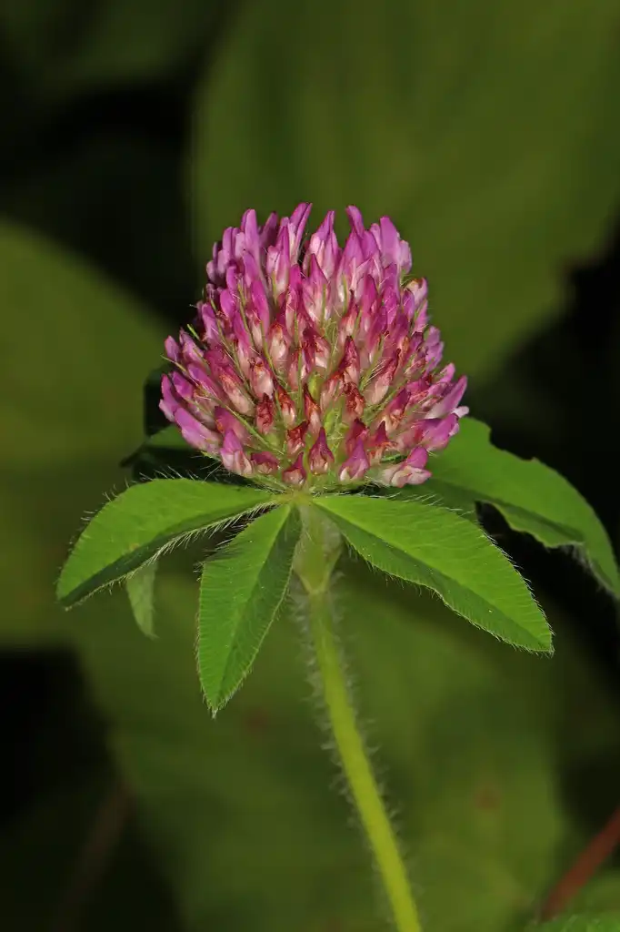 Photo of Trifolium pratense - Stem:Judy Gallagher