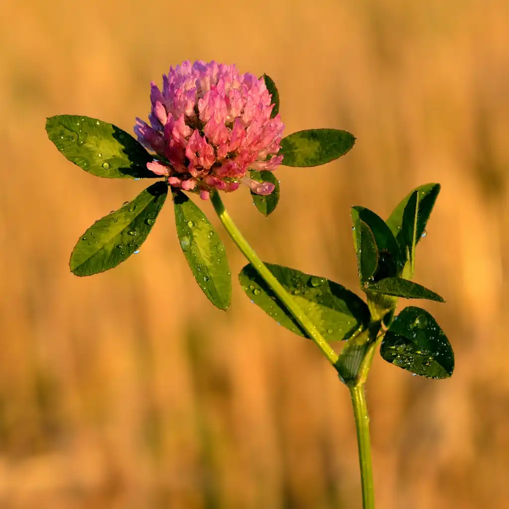 Photo of Trifolium pratense - Flower and stem:Ivar Leidus