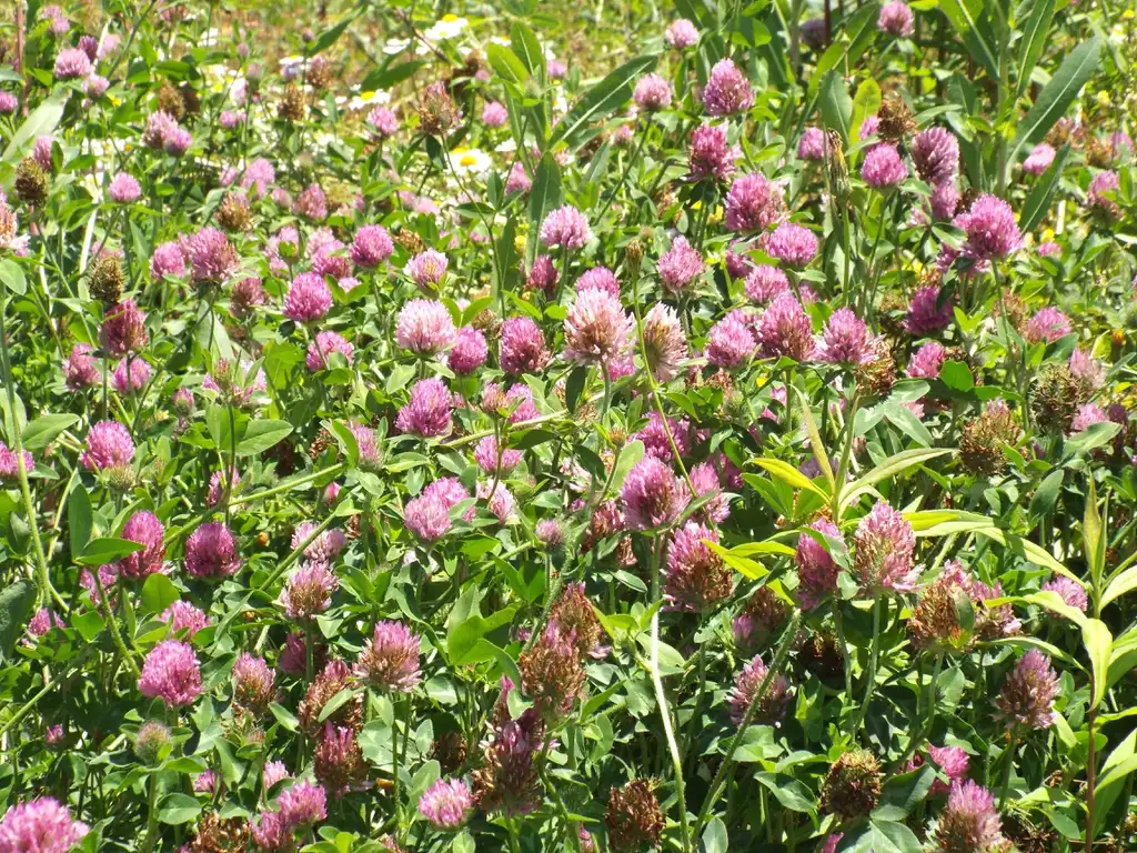 Photo of Trifolium pratense - Form:Sesamehoneytart