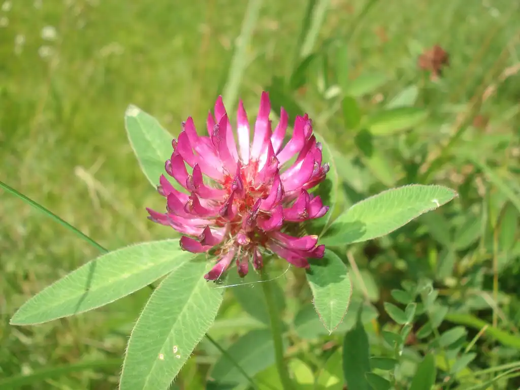 Photo of Trifolium pratense - Full bloom:Sanja565658