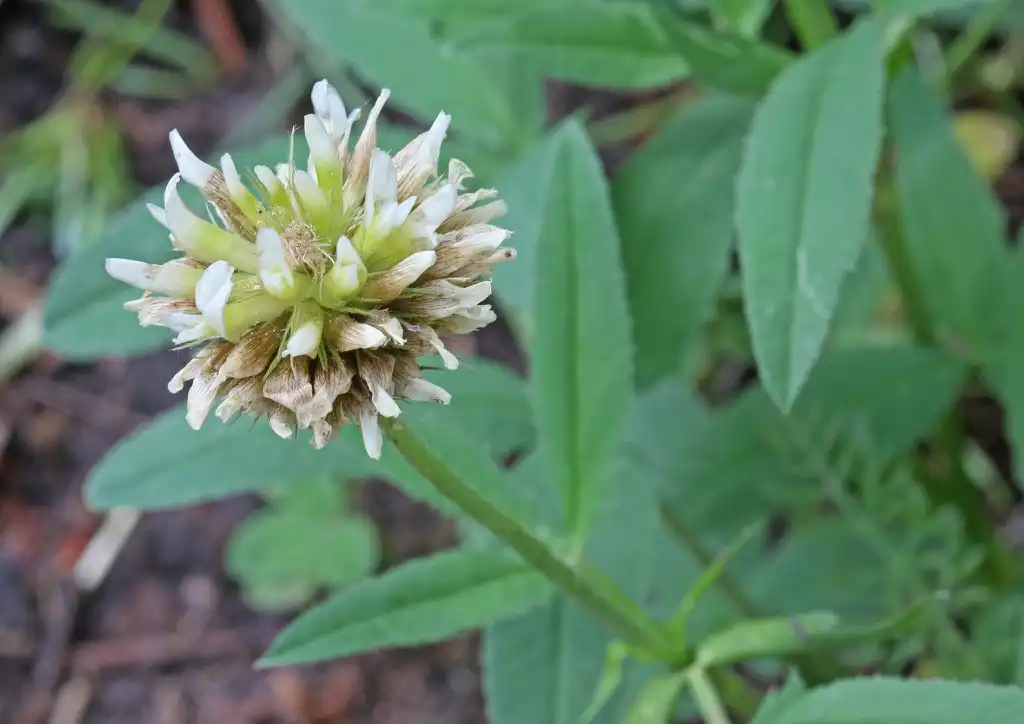 Photo of Trifolium reflexum (Trifolium reflexums)