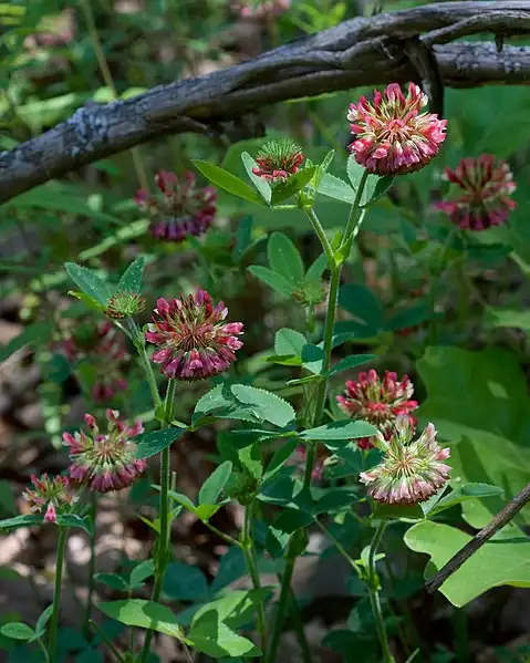 Photo of Trifolium reflexum (Trifolium reflexums)