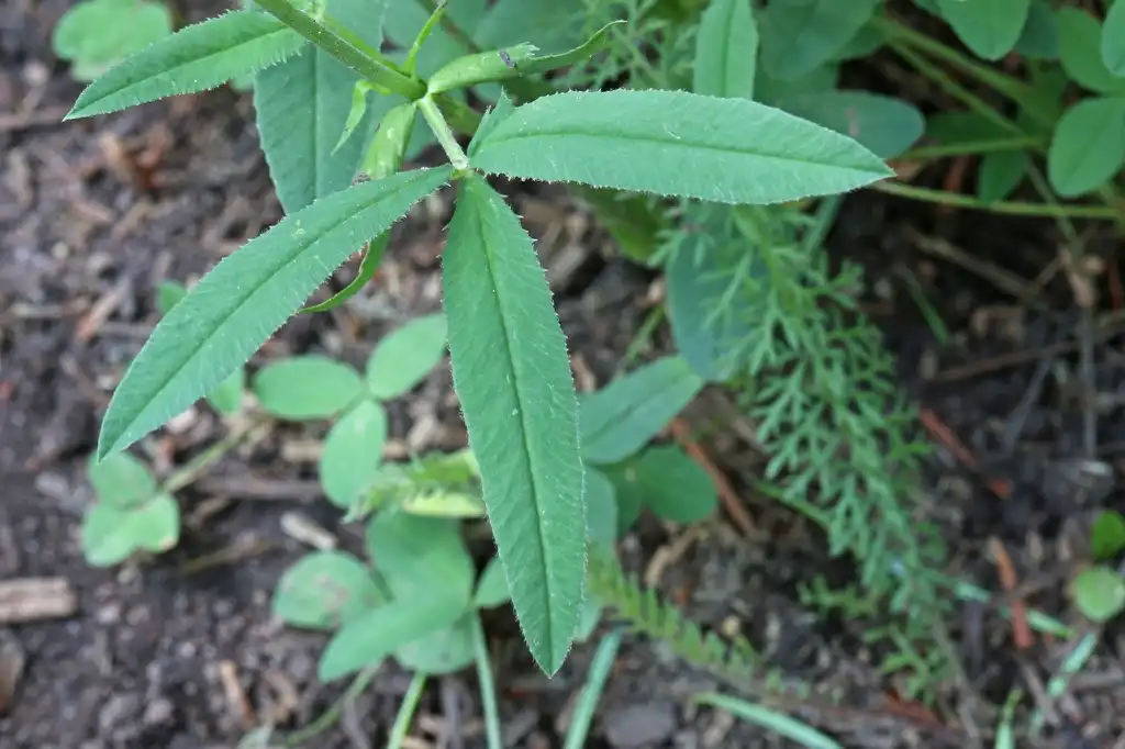 Photo of Trifolium reflexum - Foliage:Andrey Zharkikh