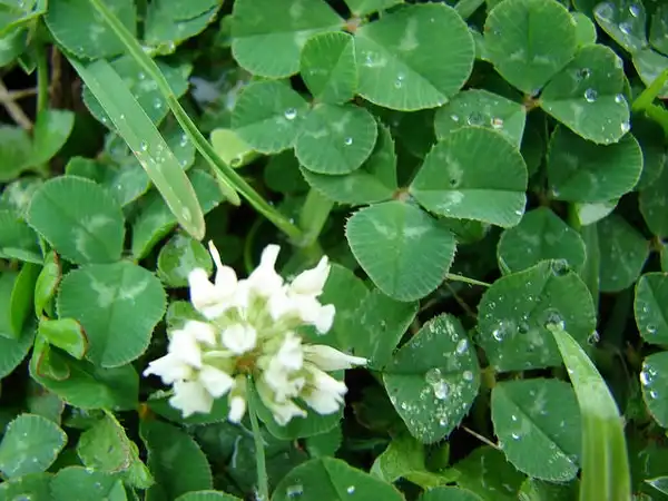 Фото Trifolium repens (Trifolium repenss)