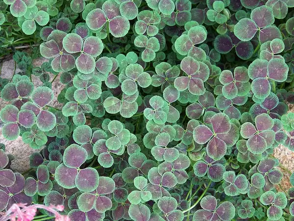 Фото Trifolium repens (Trifolium repenss)