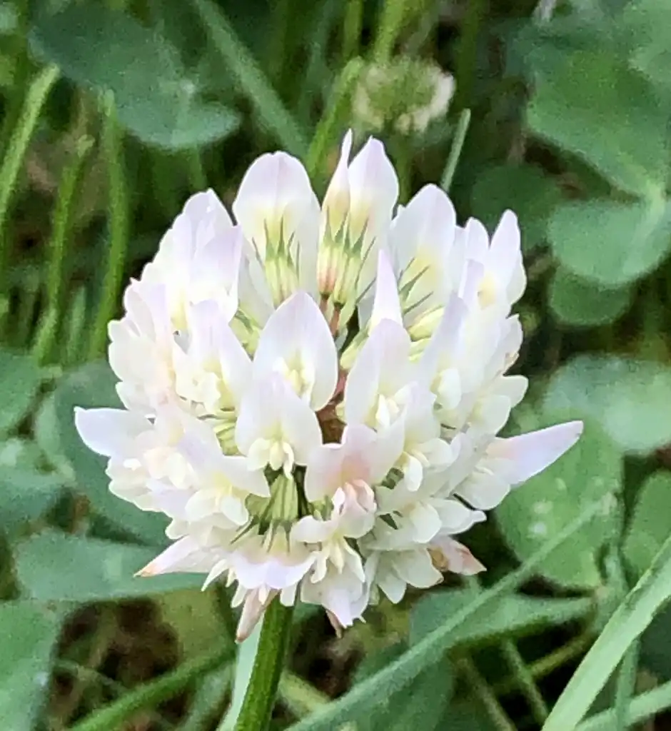 Фото Trifolium repens - Flower Close-up (Wake County, NC):Cathy Dewitt
