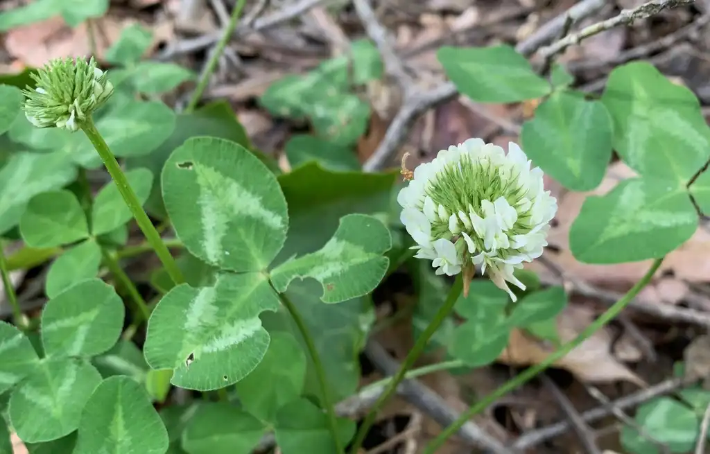 Фото Trifolium repens - flowers, Union County, NC:Kristyna Culp