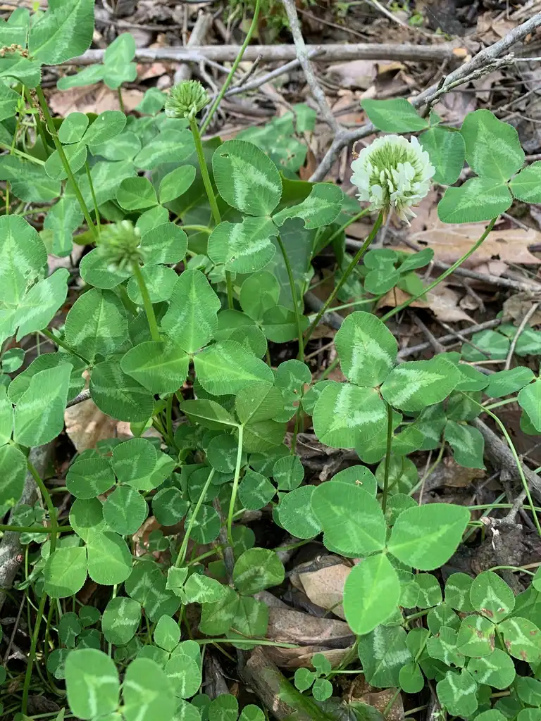 Фото Trifolium repens - leaves, Union County, NC:Kristyna Culp