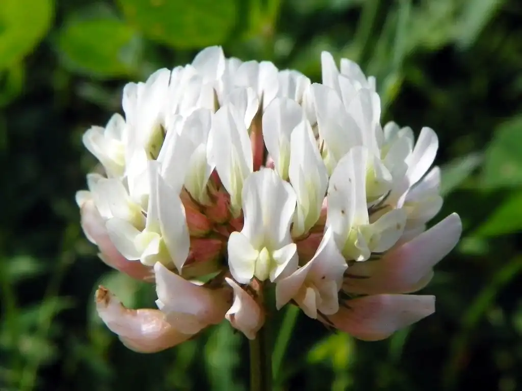 Фото Trifolium repens - Flower detail:AnemoneProjectors (talk)