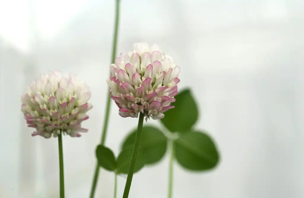 Фото Trifolium repens - Flowers:CSIRO