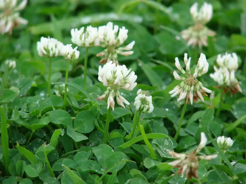 Фото Trifolium repens - Form:Kim Starr
