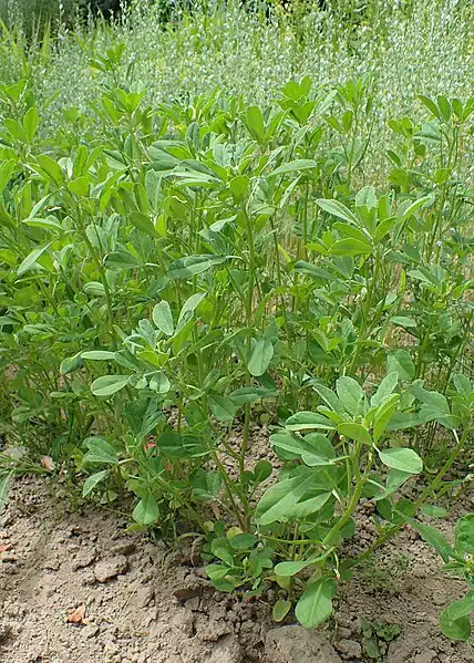 Photo of Trigonella foenum-graecum (Trigonella foenum-graecums)