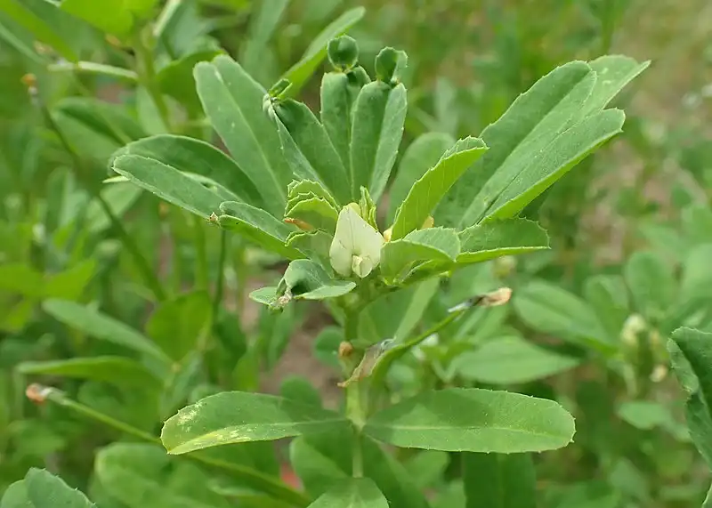 Photo of Trigonella foenum-graecum - Foliage:Krzysztof Ziarnek, Kenraiz