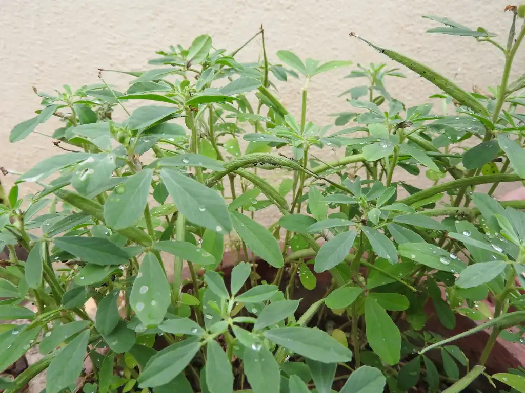 Photo of Trigonella foenum-graecum - Leaves:Yercaud-elango