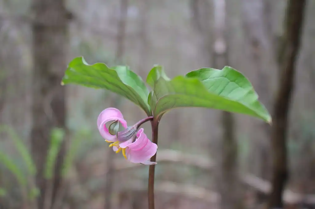 Photo of Trillium catesbaei (Trillium catesbaeis)