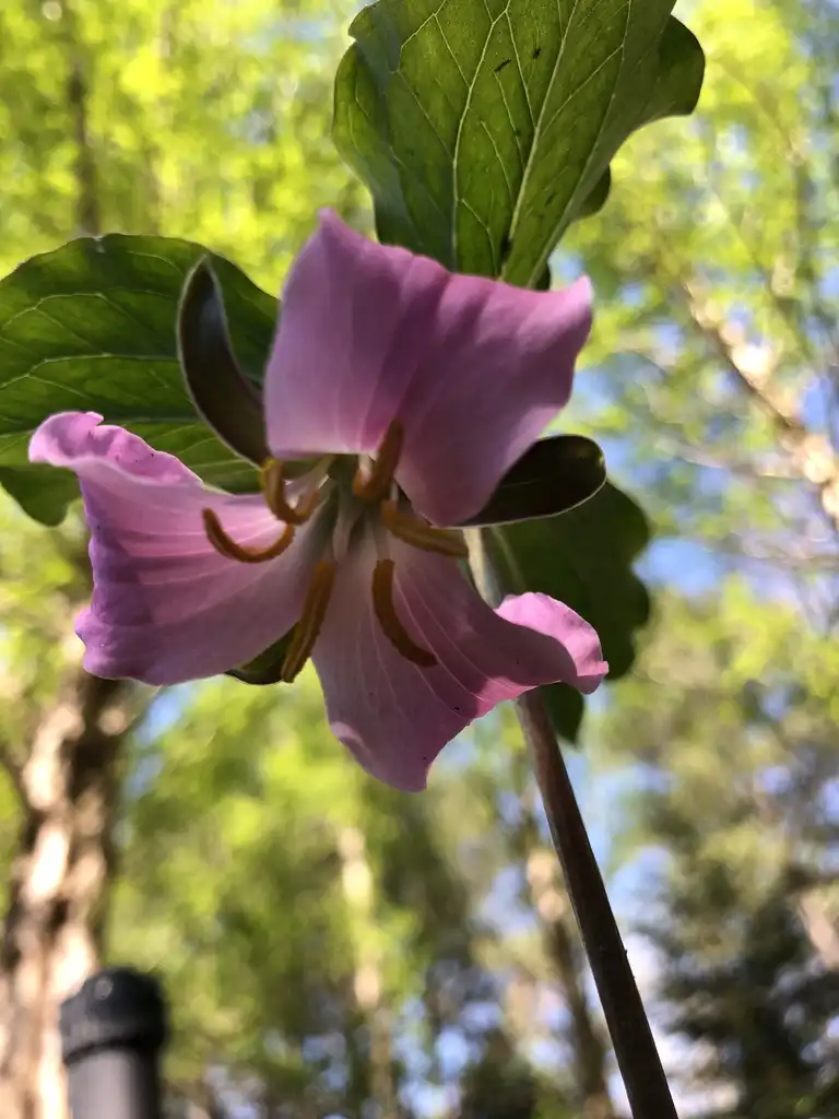 Photo of Trillium catesbaei (Trillium catesbaeis)