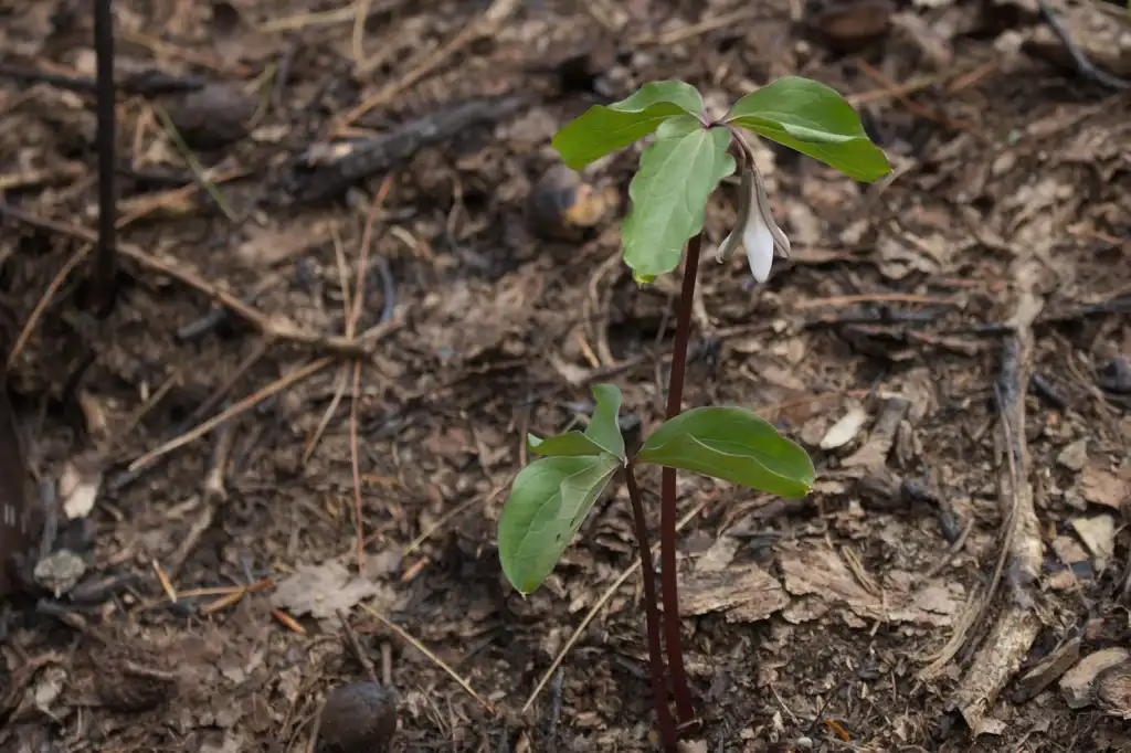 Photo of Trillium catesbaei - stem and bracts:Doppelbrau