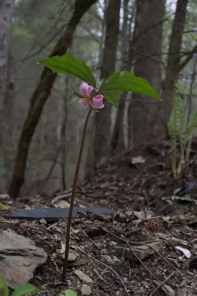 Photo of Trillium catesbaei - Young form:Doppelbrau
