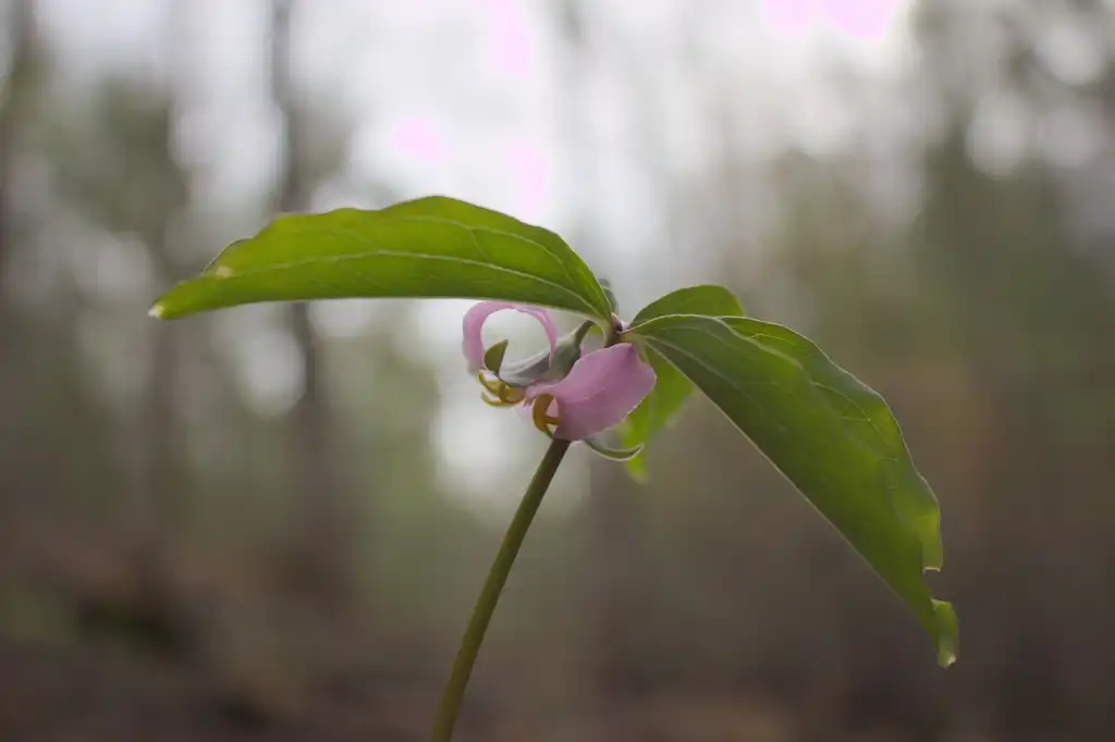 Photo of Trillium catesbaei - Flower and leaves close-up:Doppelbrau