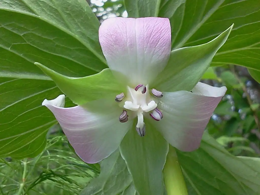 Photo of Trillium cernuum (Trillium cernuums)