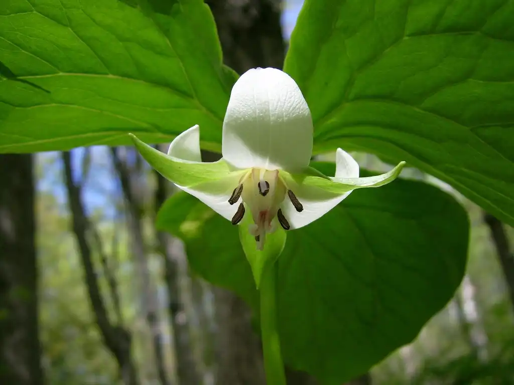 Photo of Trillium cernuum (Trillium cernuums)