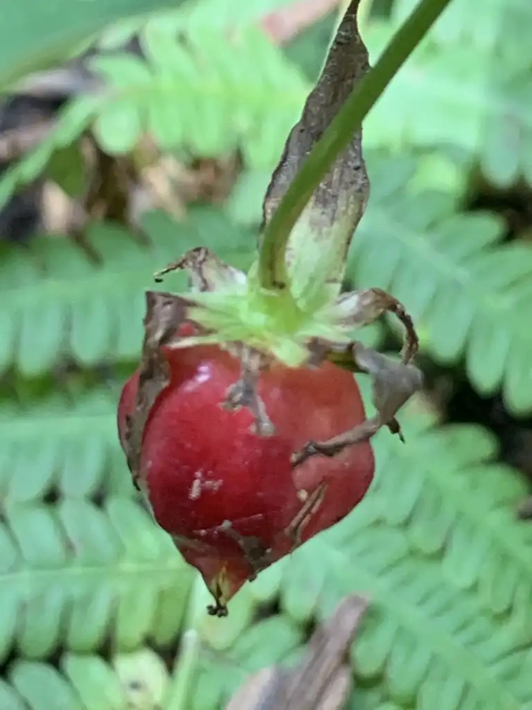 Photo of Trillium cernuum - Fruit:Jonathan Fréchette