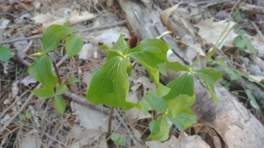 Photo of Trillium cernuum - Native habitat:darxus