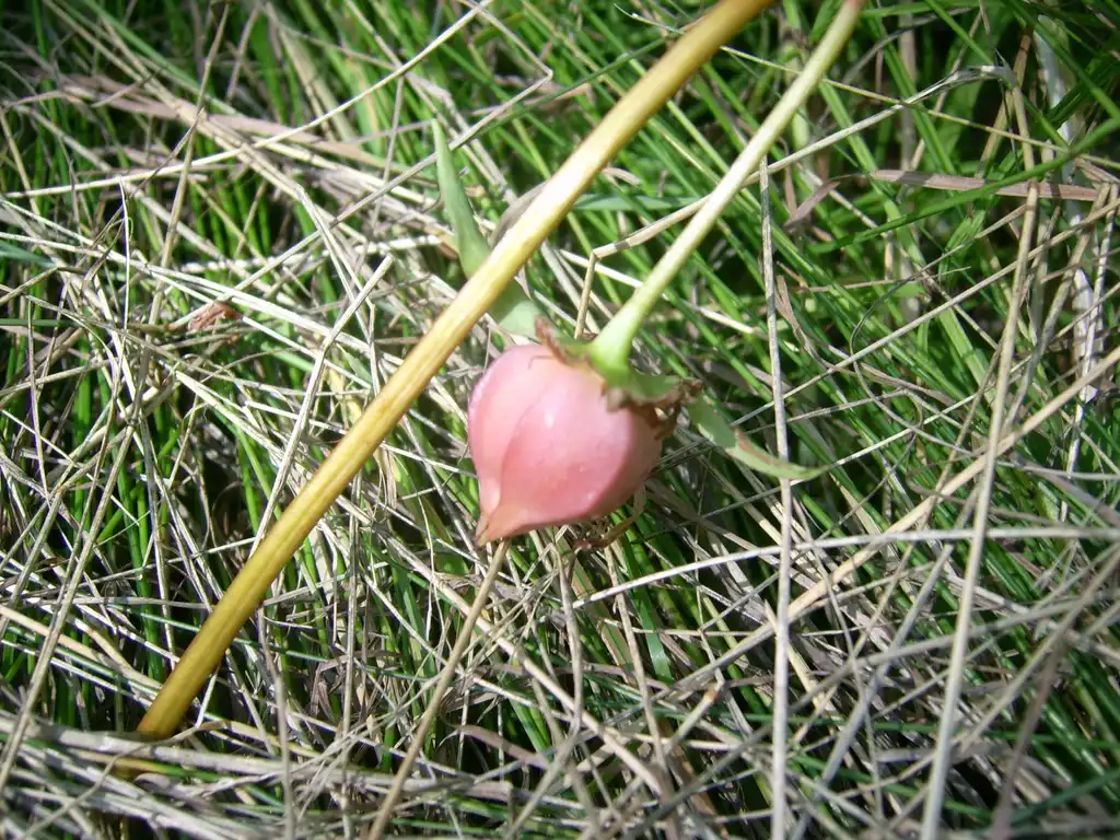 Photo of Trillium cernuum - Fruit close-up:Fungus Guy