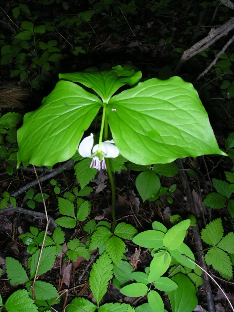 Photo of Trillium cernuum - Leaf detail:Superior National Forest