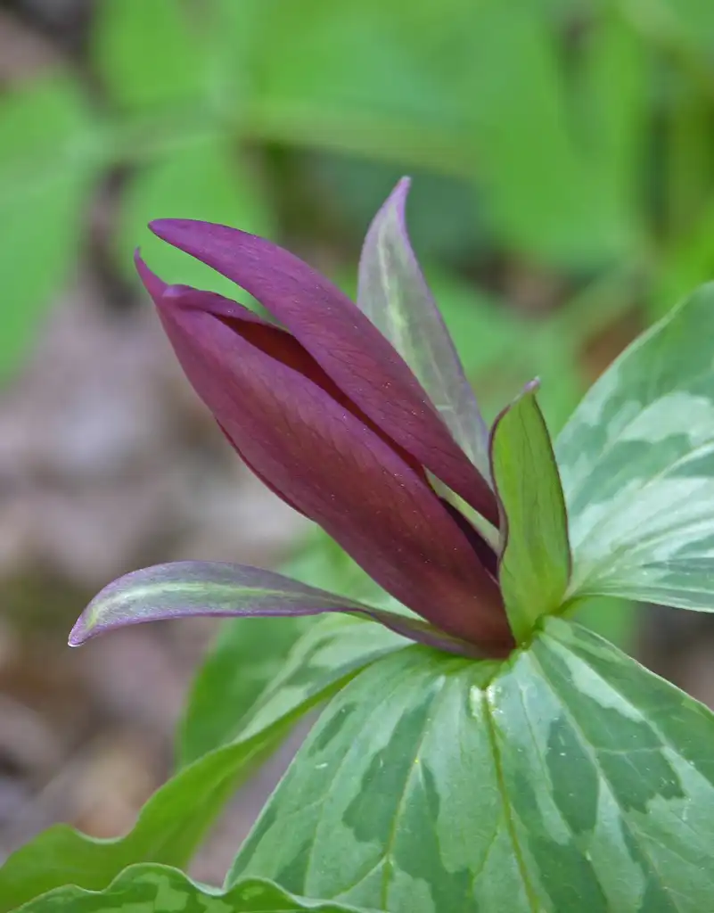 Фото Trillium cuneatum (Trillium cuneatums)