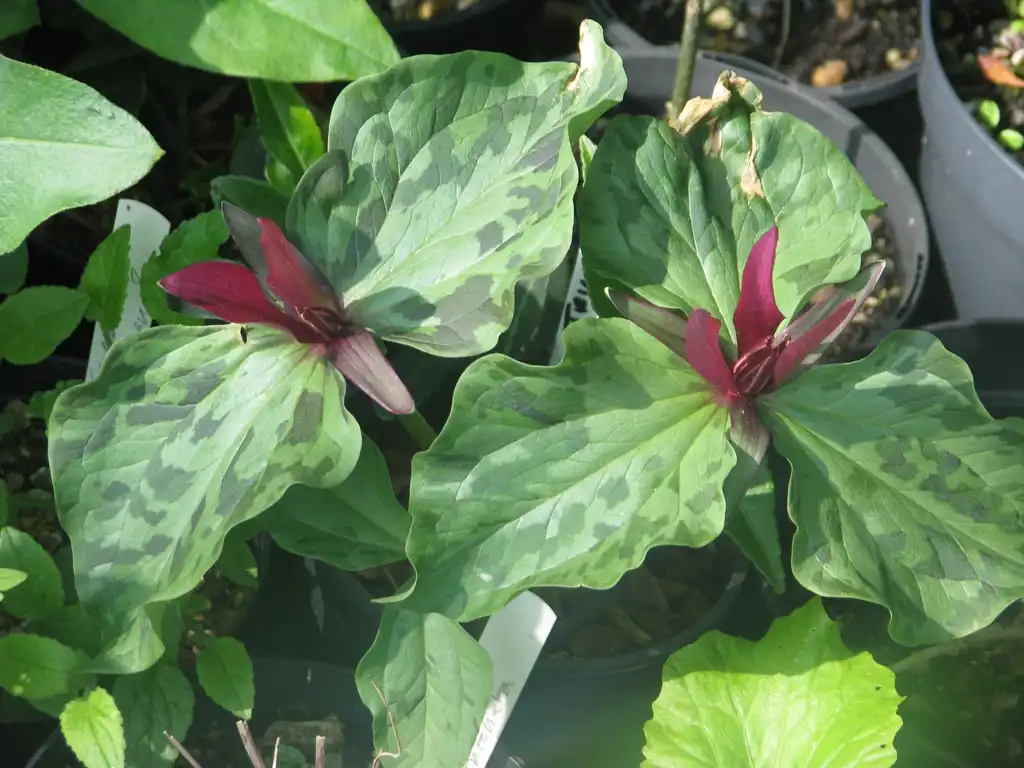 Фото Trillium cuneatum (Trillium cuneatums)