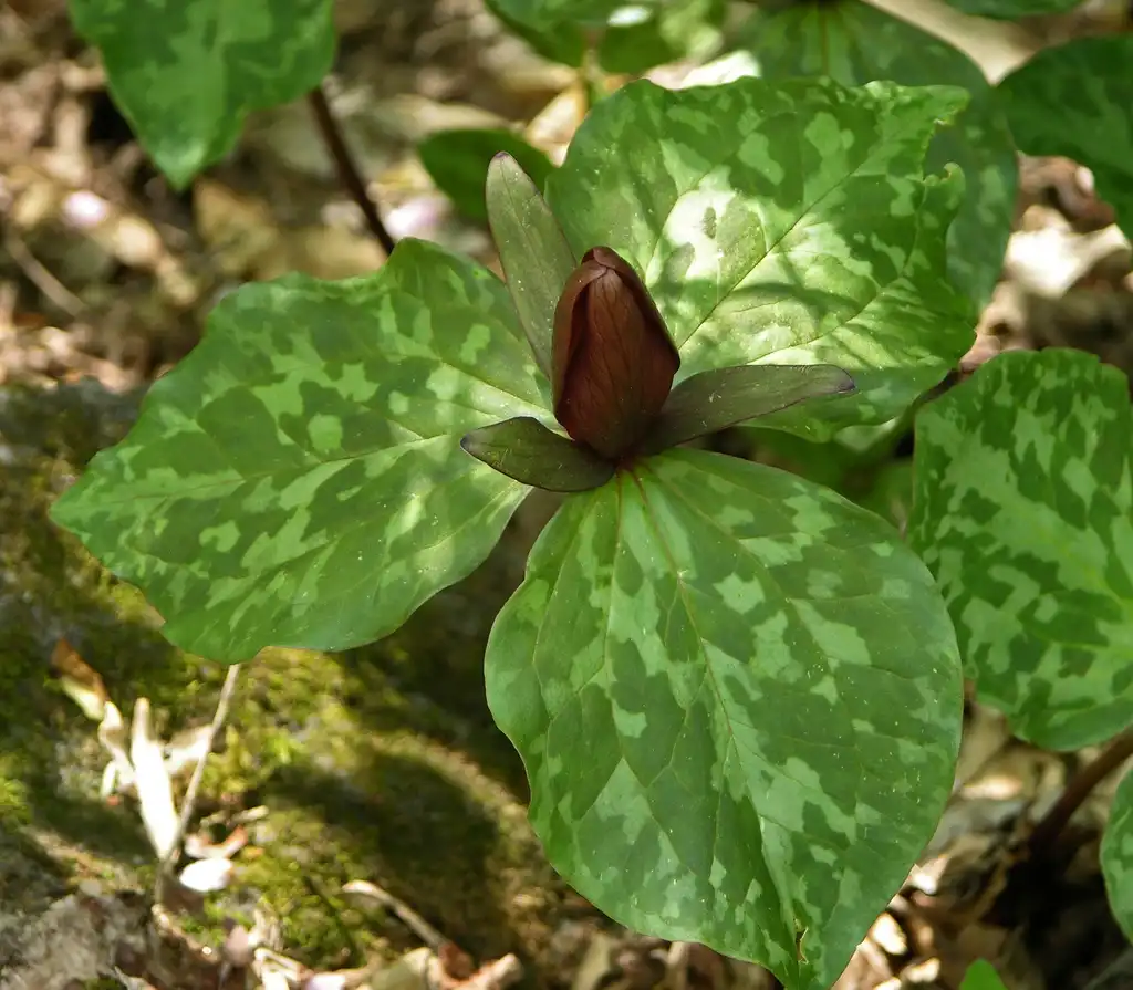 Фото Trillium cuneatum - Flower and leaves:Derek Ramsey