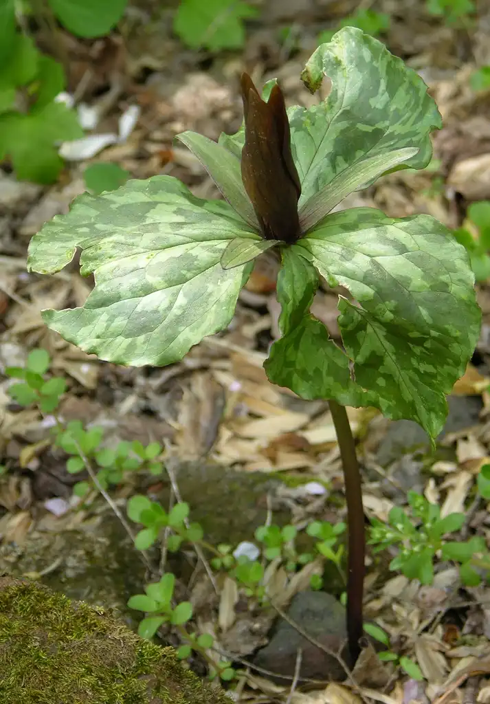Фото Trillium cuneatum - Full form:Derek Ramsey