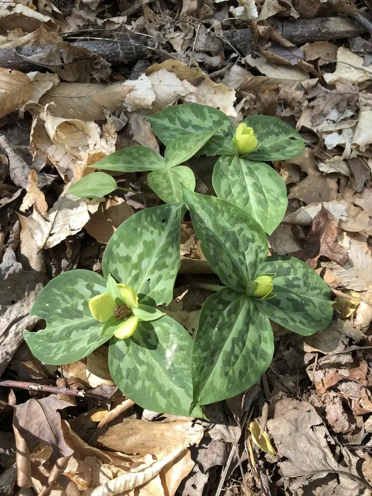 Photo of Trillium discolor (Trillium discolors)