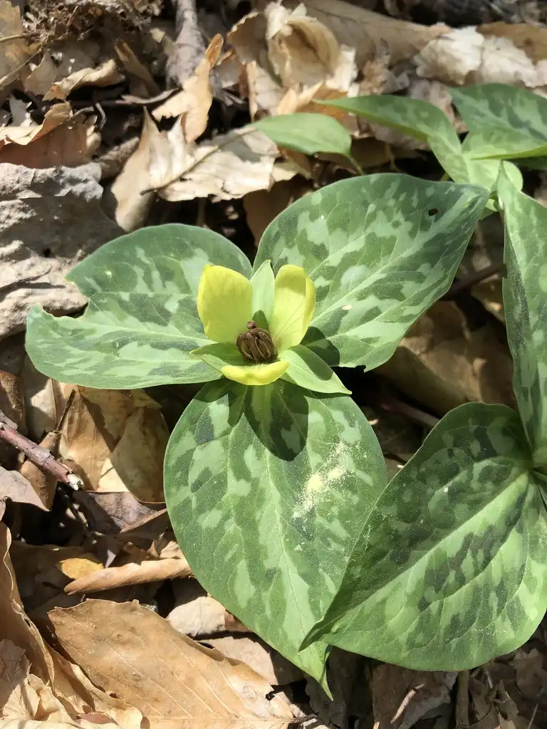 Photo of Trillium discolor (Trillium discolors)