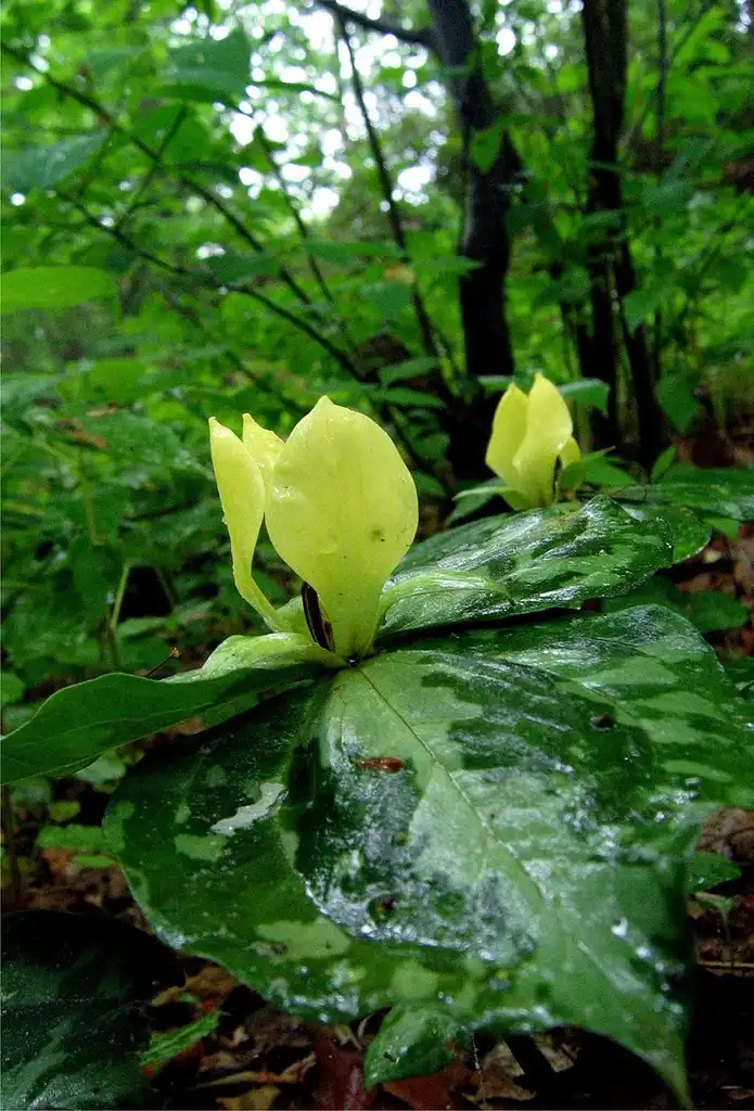 Photo of Trillium discolor - Flower:Chris Upton