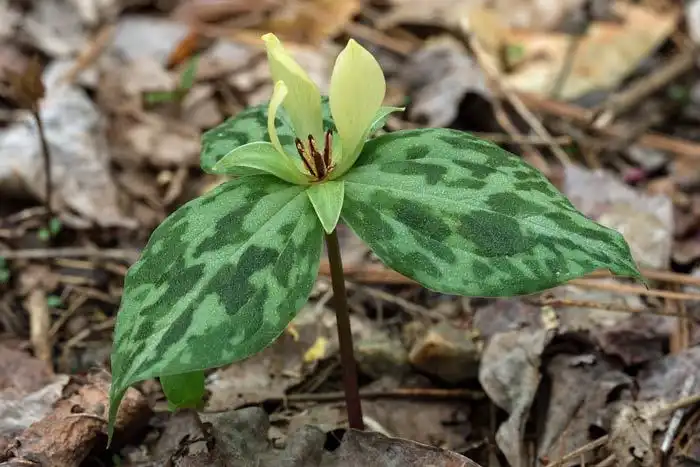 Photo of Trillium discolor - Flower, bracts and stem:Rich Stevenson