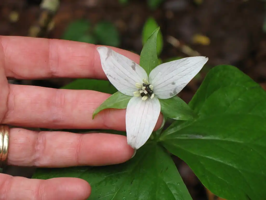 Photo of Trillium erectum f. albiflorum (Trillium erectum f. albiflorums)