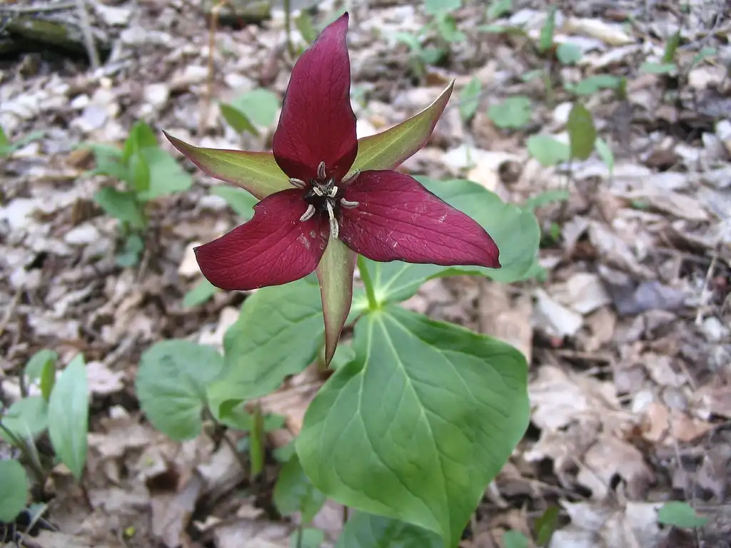 Photo of Trillium erectum (Trillium erectums)