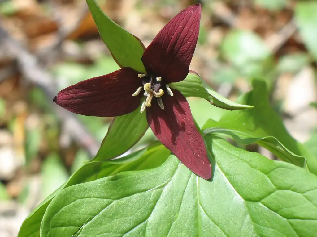Photo of Trillium erectum (Trillium erectums)