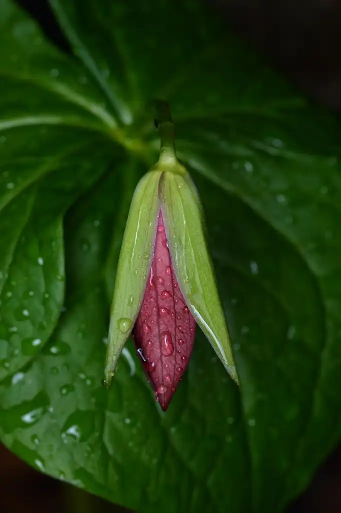 Photo of Trillium erectum - Flower bud:Ryan Hodnett