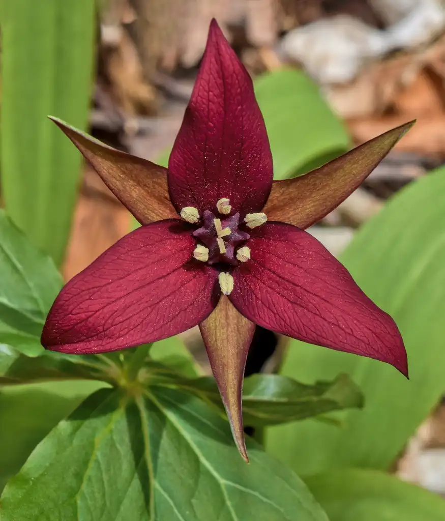 Photo of Trillium erectum - Flower petals:The Cosmonaut