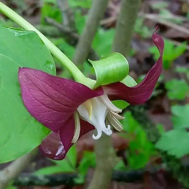 Foto de Trillium flexipes (Trillium flexipess)