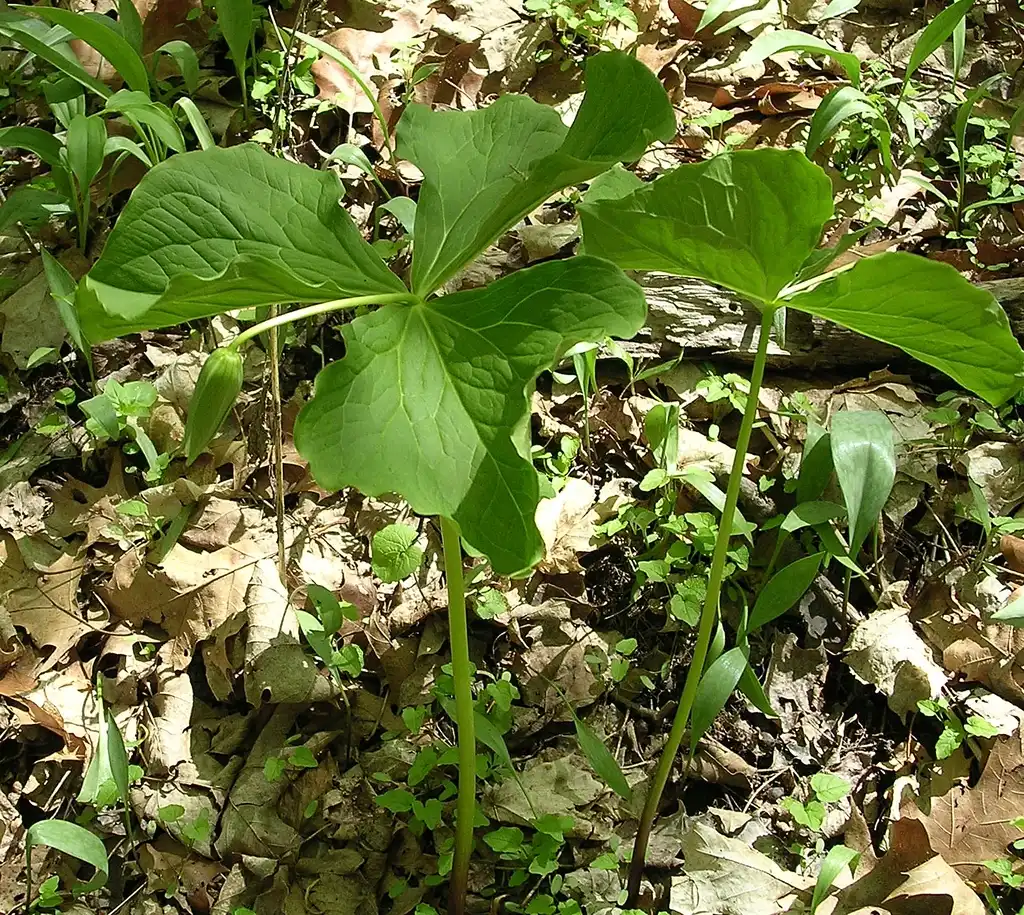 Foto de Trillium flexipes (Trillium flexipess)