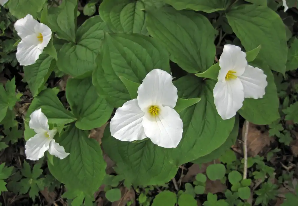 Фото Trillium grandiflorum (Trillium grandiflorums)
