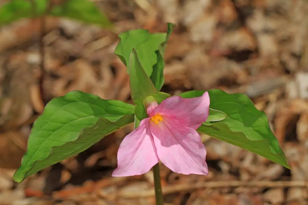Фото Trillium grandiflorum - Pink flower:Judy Gallagher