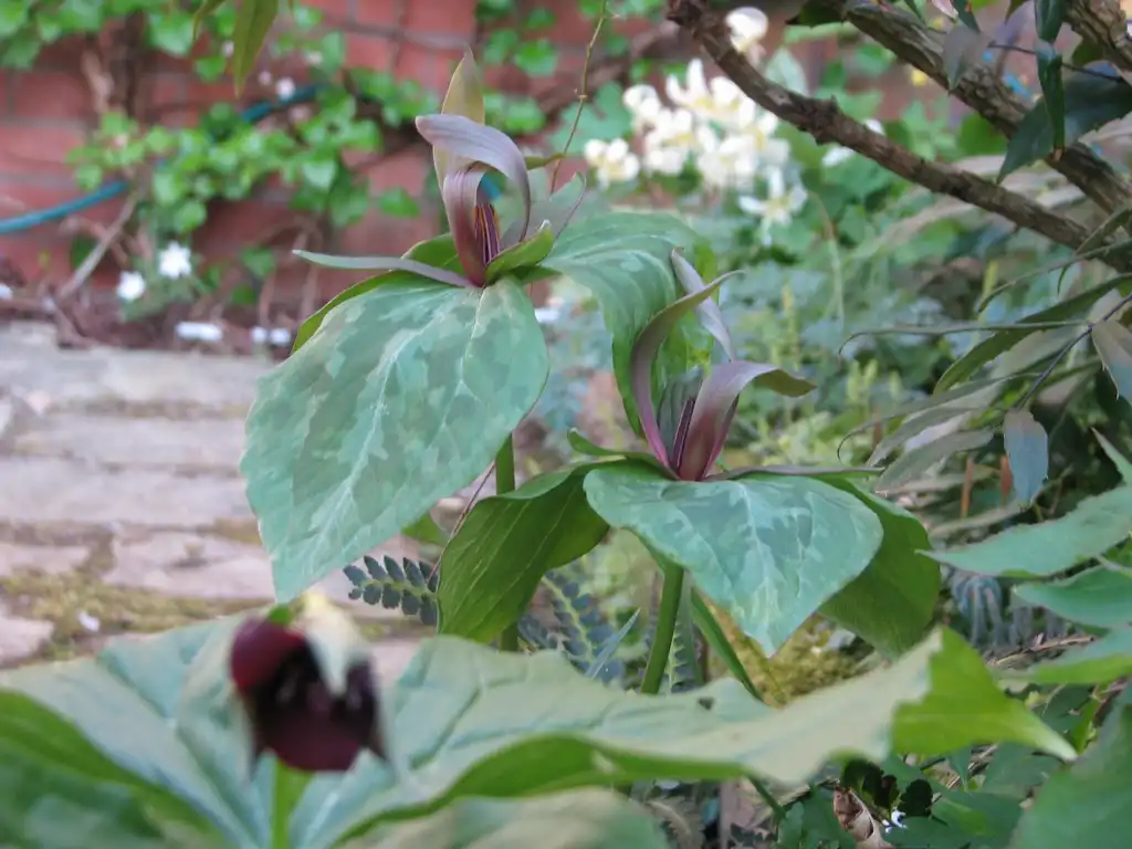 Photo of Trillium ludovicianum (Trillium ludovicianums)