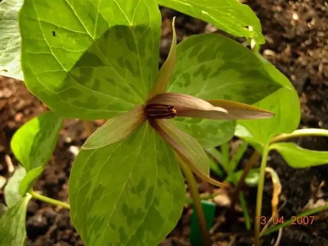 Photo of Trillium ludovicianum (Trillium ludovicianums)