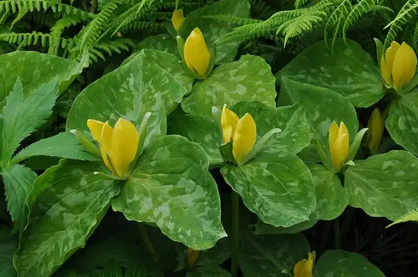 Фото Trillium luteum (Trillium luteums)
