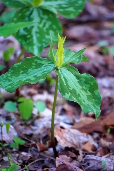 Фото Trillium luteum (Trillium luteums)